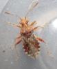 Rhopalus subrufus